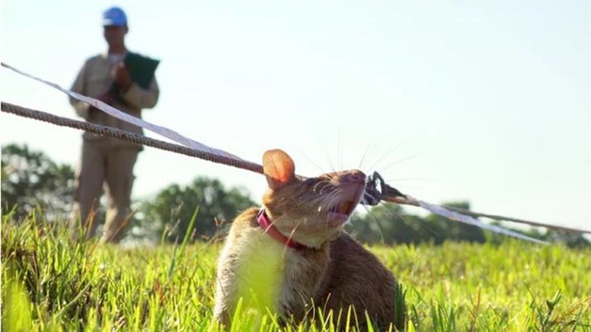 Campuchia huấn luyện thế hệ chuột mới để rà phá bom mìn