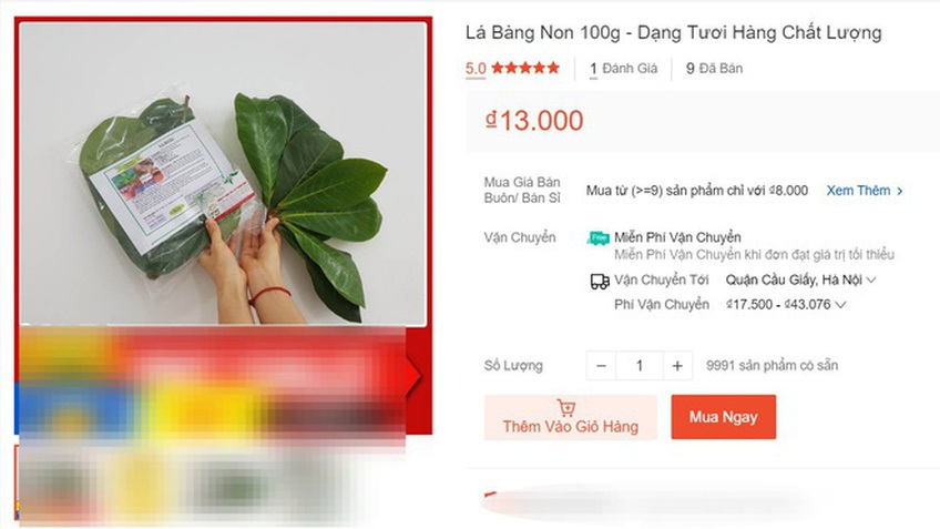 Hết lá khô 1.000 đồng, đến lượt lá bàng tươi được 'hét giá' 100.000 đồng/kg