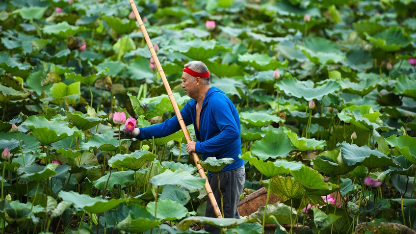 Chủ đầm sen hồ Tây bán hàng nghìn bông mỗi ngày