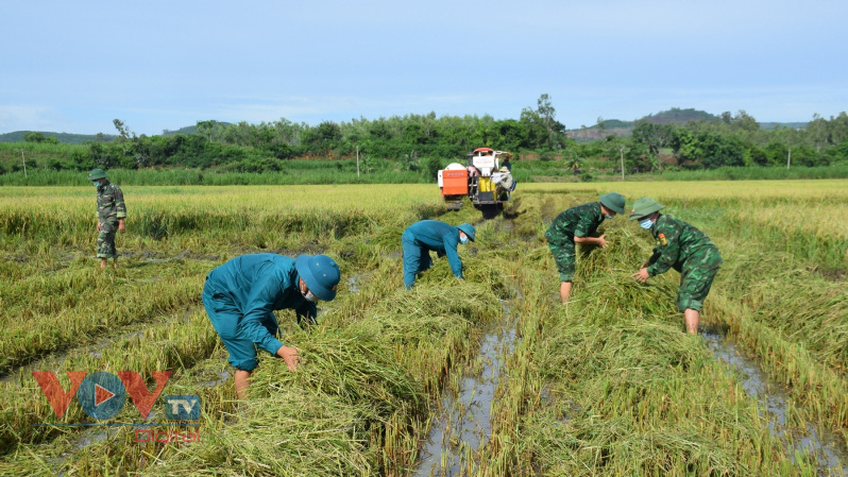 Phú Yên: Bộ đội gặt lúa giúp người dân vùng giãn cách theo Chỉ thị 16