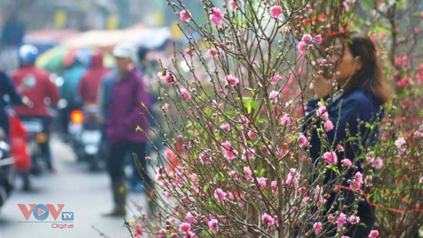 Hà Nội sẽ có 78 điểm chợ hoa Xuân
