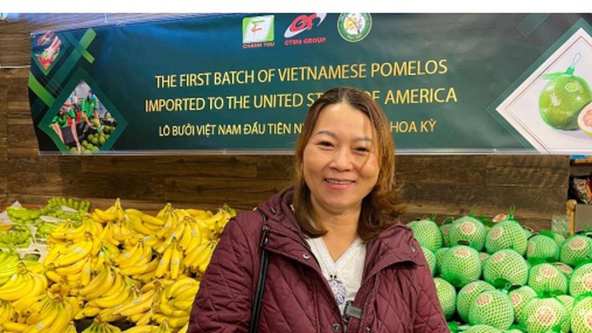 Bưởi da xanh Việt Nam lần đầu "có mặt" tại Mỹ, người Việt hào hứng mua