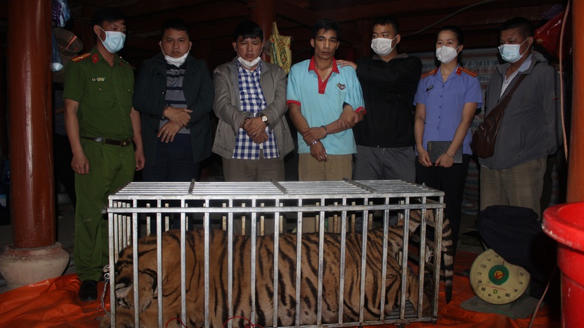 Ba đối tượng bị bắt giữ khi đang giết thịt hổ tại nhà riêng