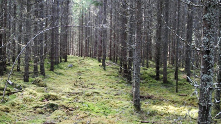 Lạc giữa rừng Thụy Điển
