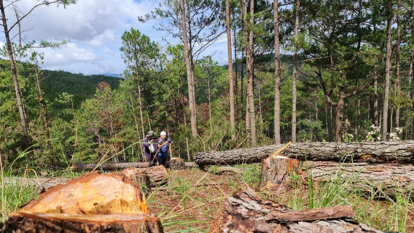 Hàng trăm cây thông rừng phòng hộ Đà Lạt bị kẻ gian đốn hạ