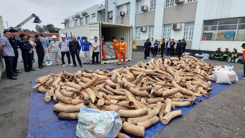 Phát hiện khoảng 7 tấn ngà voi châu Phi nhập lậu tại Cảng Hải Phòng