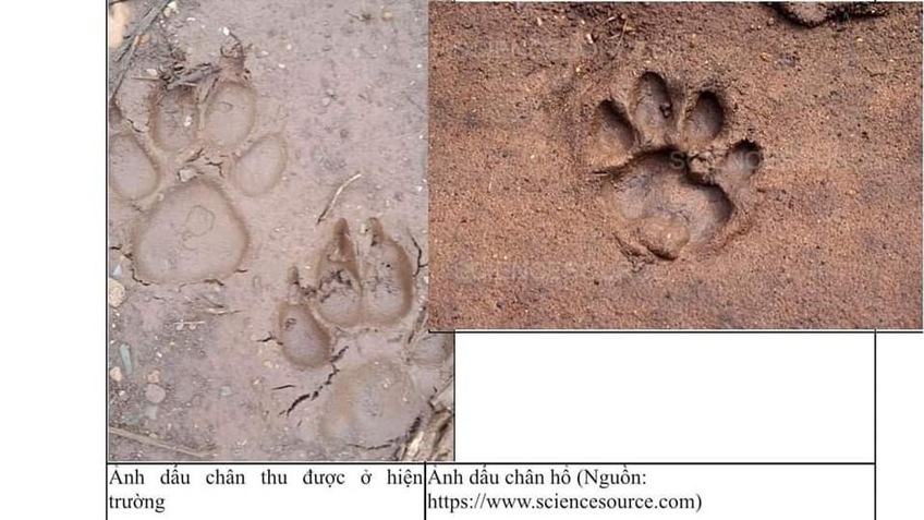 Nhận định của chuyên gia về 2 cá thể nghi là hổ tại Sơn La