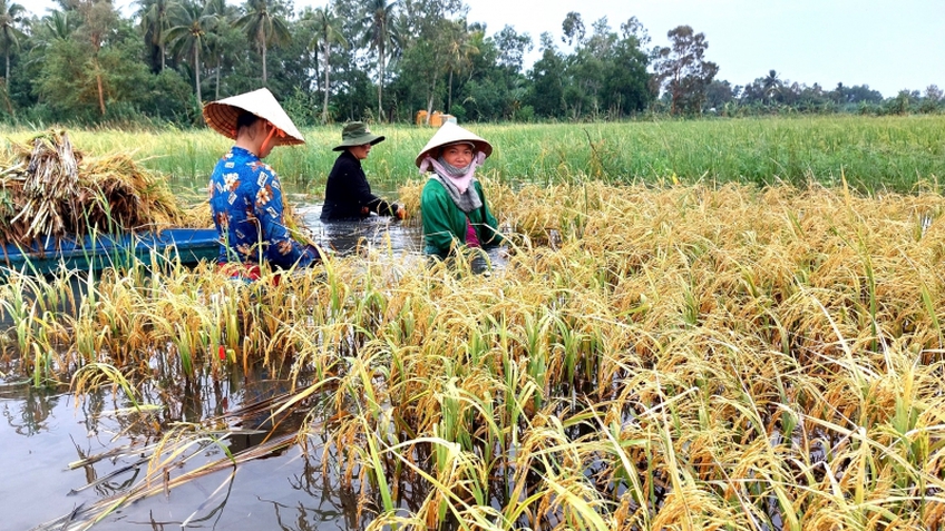 Người dân Cà Mau ngâm nước, vớt từng bông lúa ngập