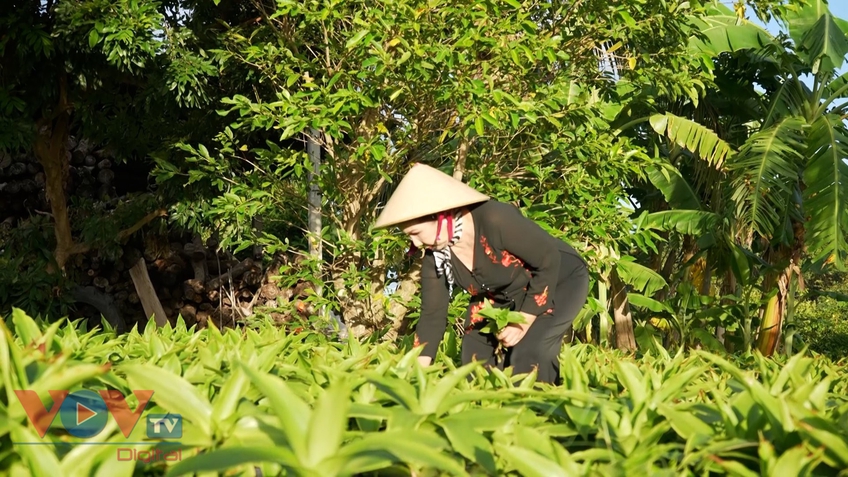 Mô hình sản xuất bảo vệ môi trường mang lại hiệu quả kinh tế cao ở Tây Ninh