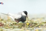 Mùa ngắm chim trên hồ Bà Dương, Trung Quốc