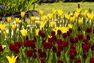 Nga tổ chức lễ hội hoa Tulip thường niên